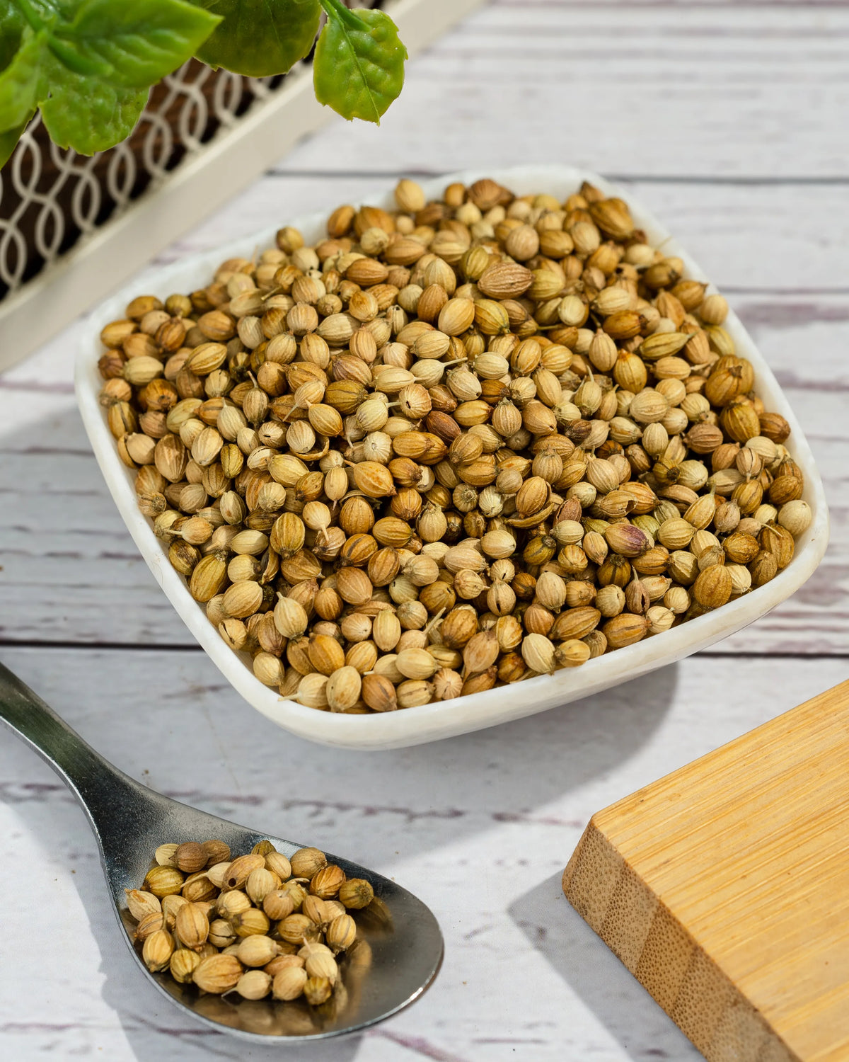 OT Coriander Seeds (100gm)