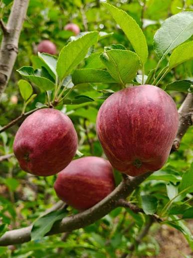 Kinnaur Apples