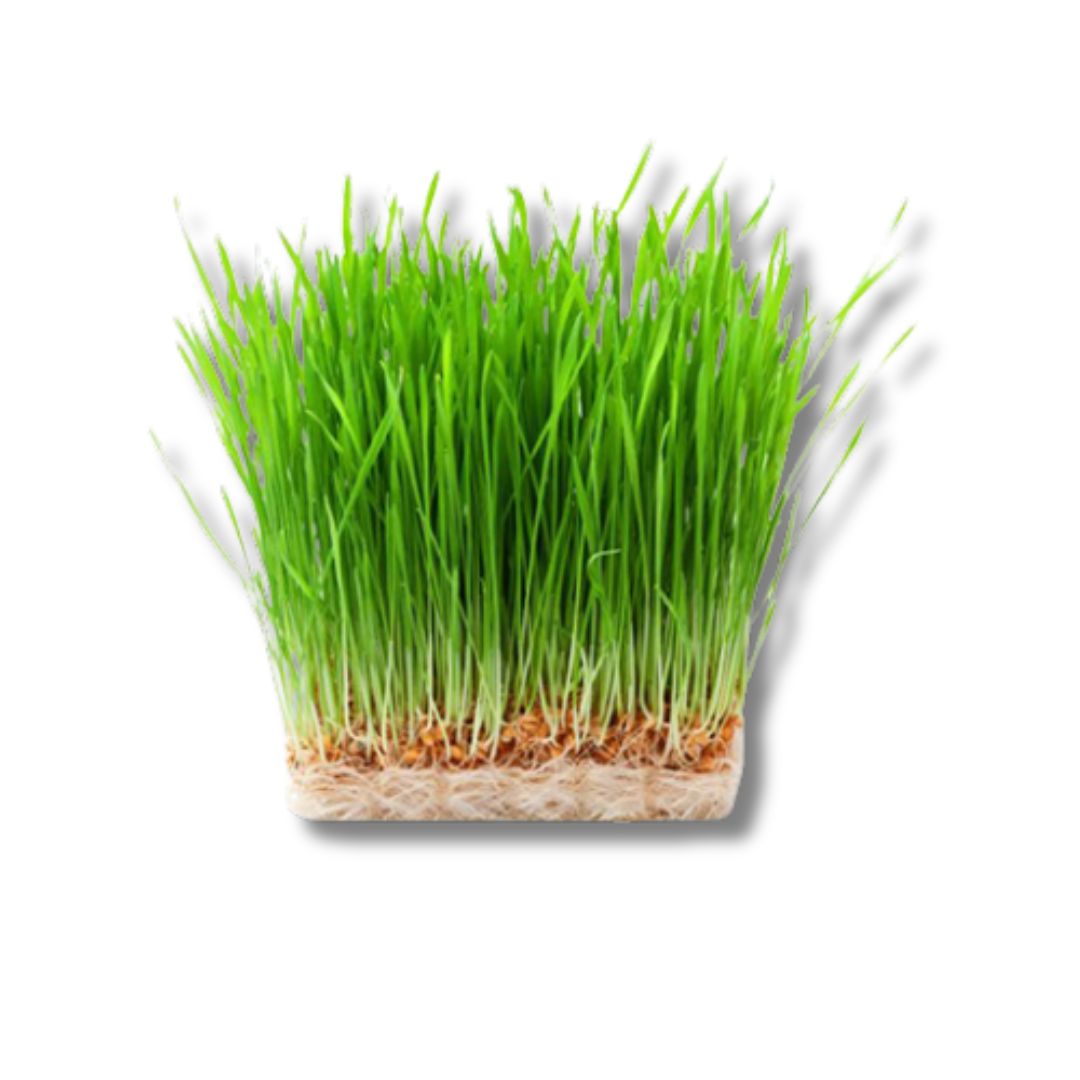 Wheatgrass