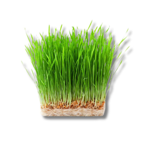 Wheatgrass