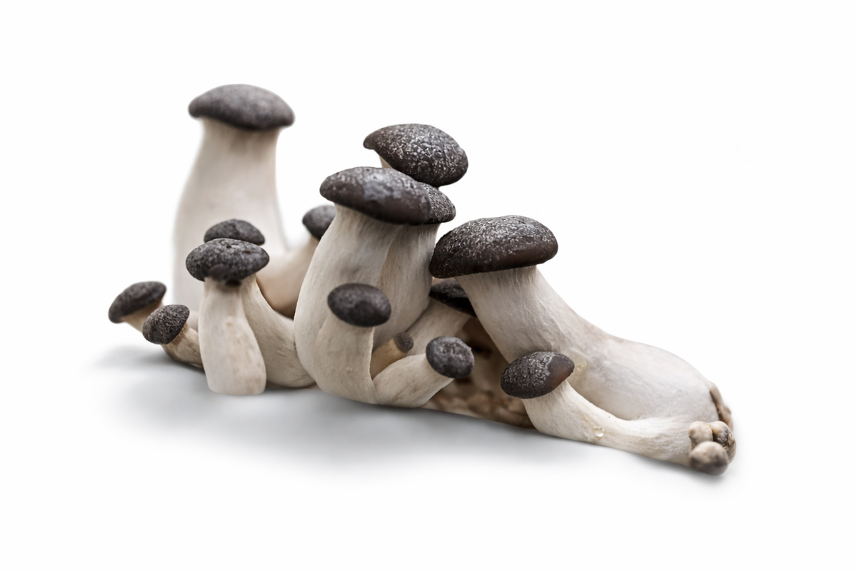 Black Pearl Oyster Mushroom