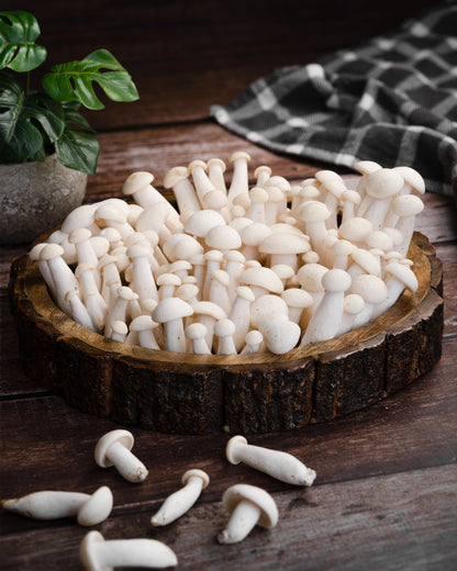 White Shimeji Mushroom