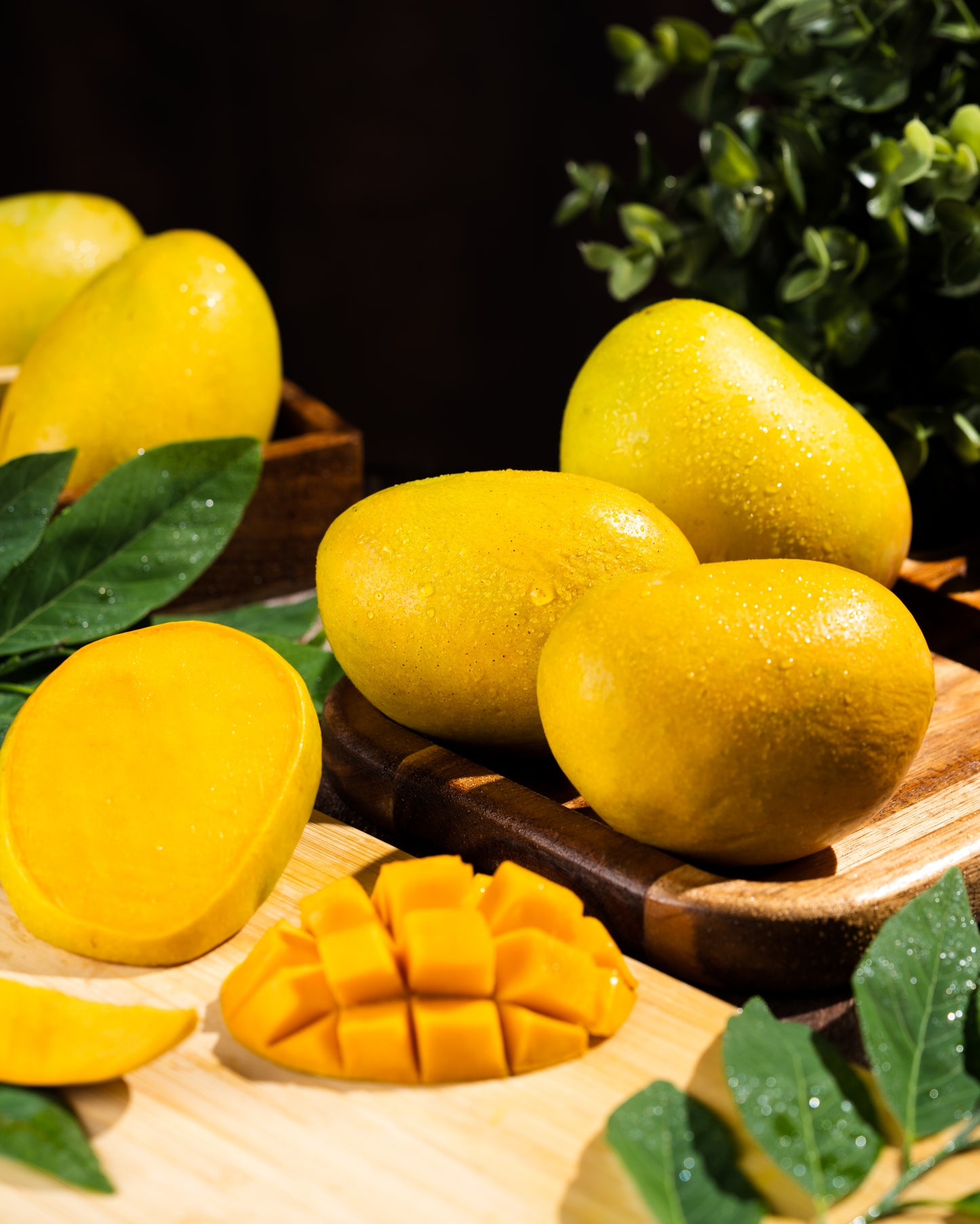 Ratnagiri Hapus (Alphonso Mango)