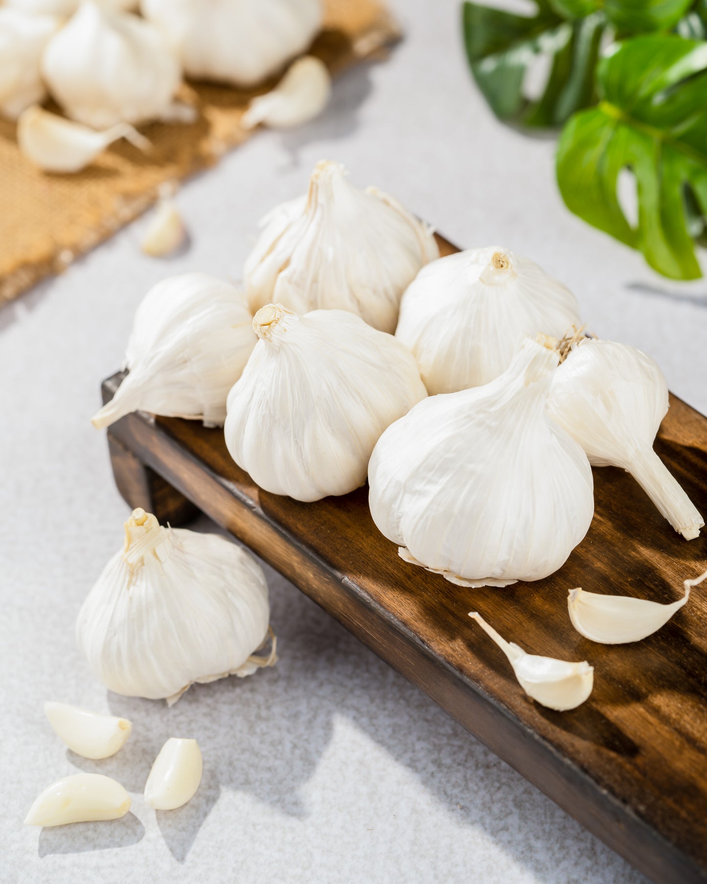 Garlic