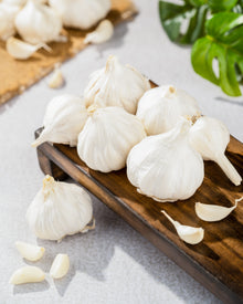 Garlic