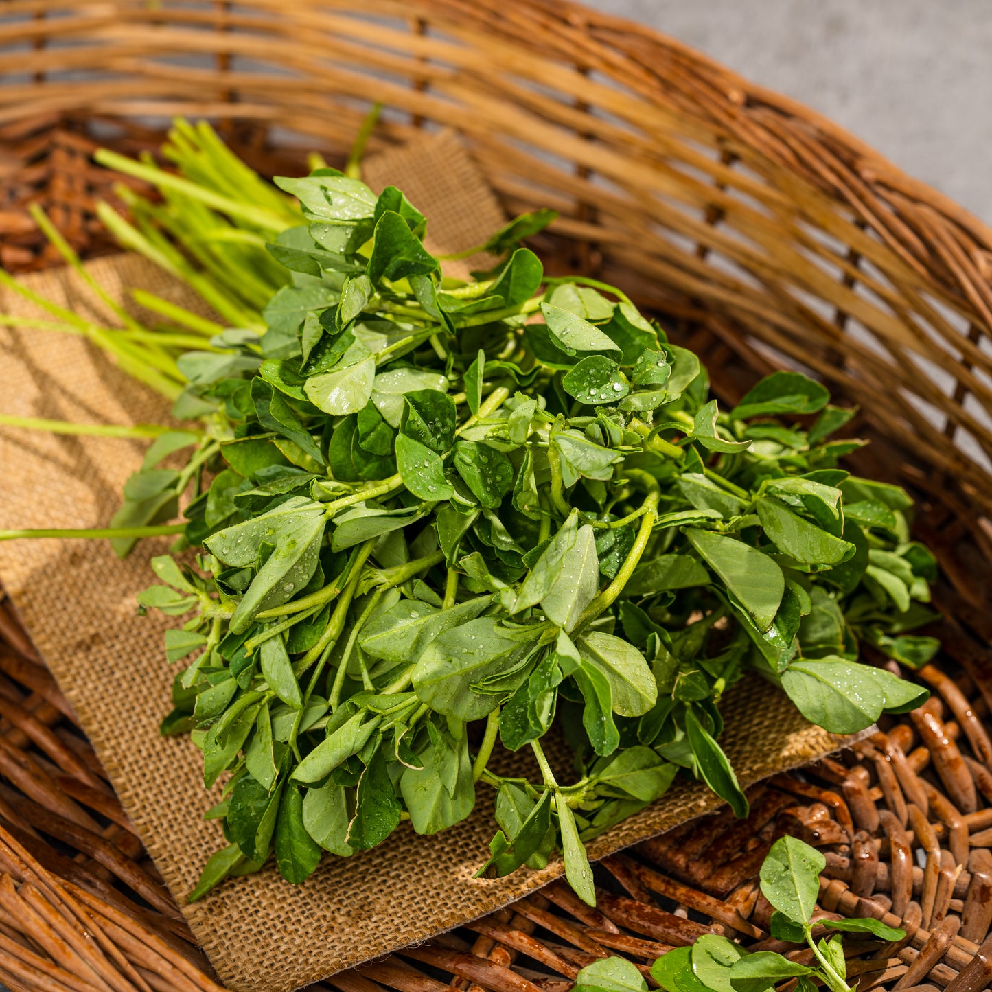 Fenugreek (Methi)