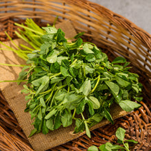 Fenugreek (Methi)