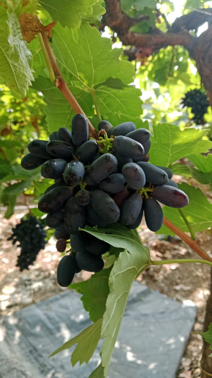 Black Grapes - 500gm