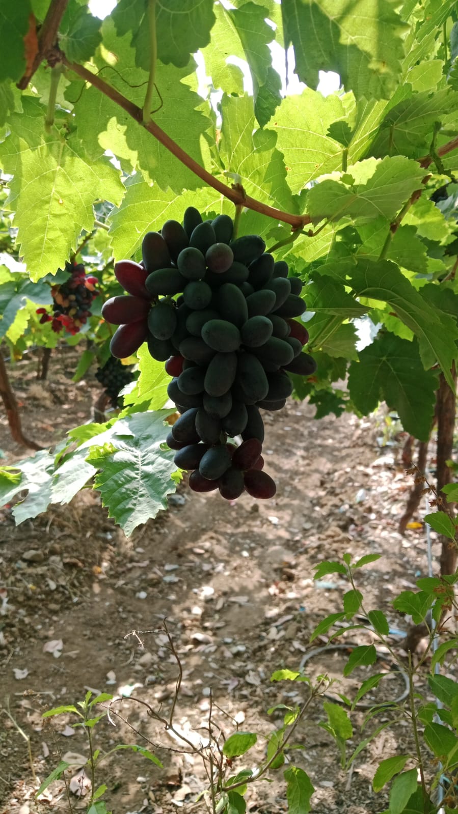 Black Grapes - 500gm