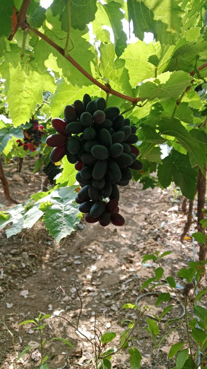 Black Grapes - 500gm