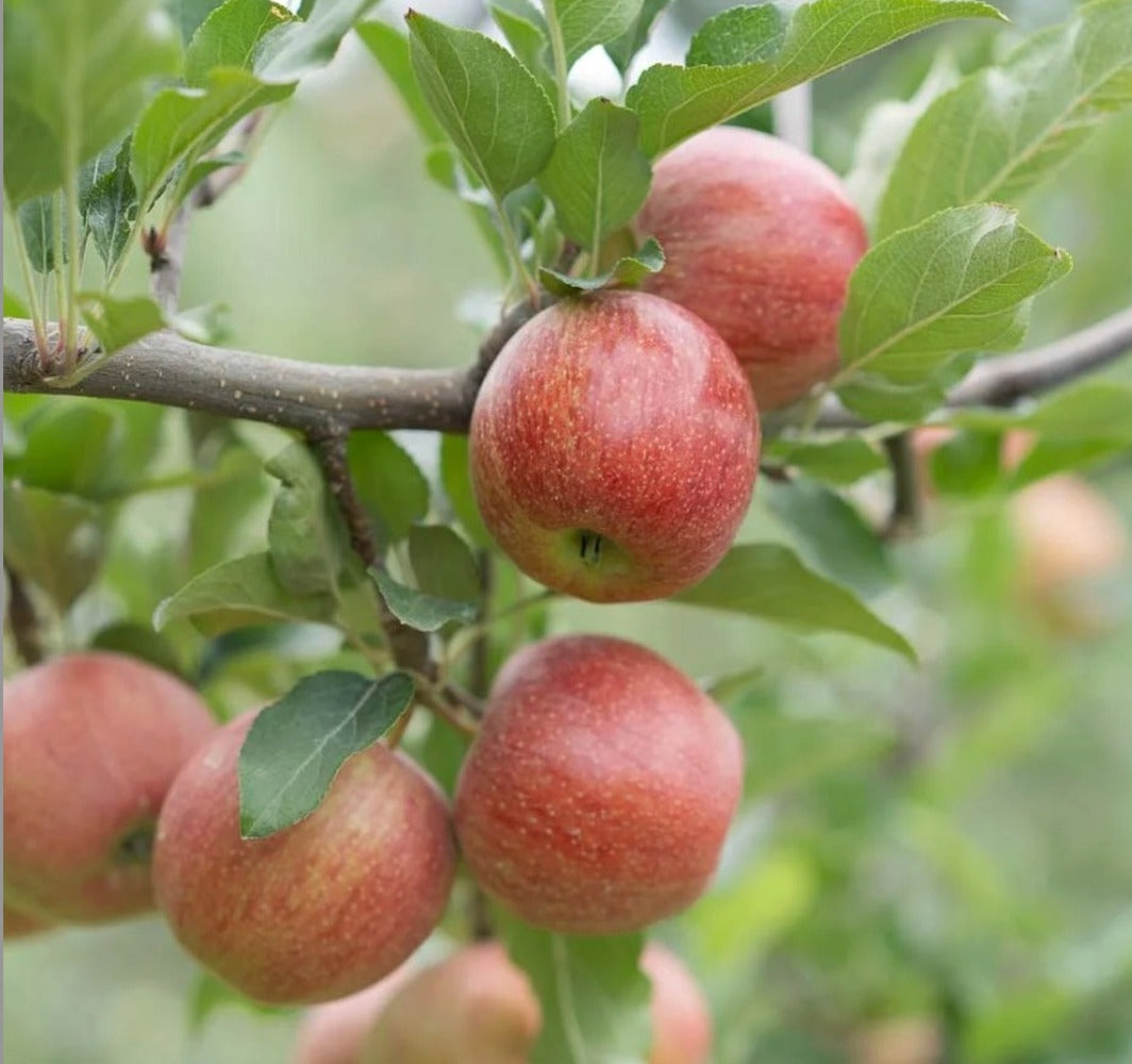 Red Gala Apple