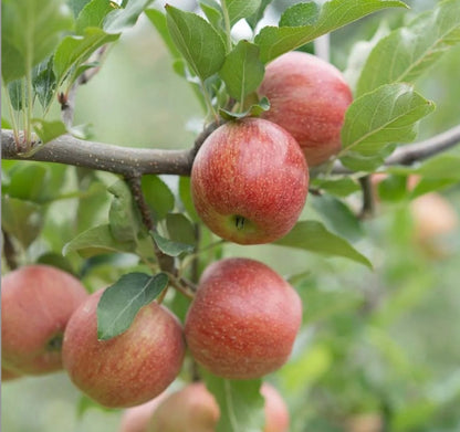 Red Gala Apple