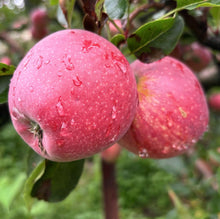 Royal Delicious Apples From Himalayan Orchards
