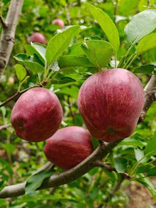 Kinnaur Apples